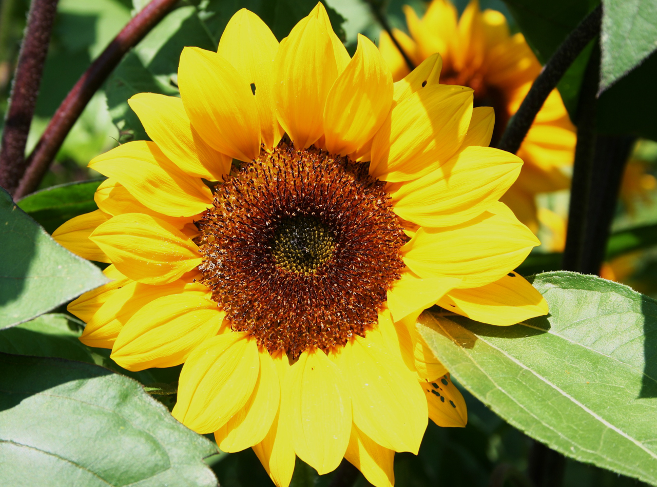 sonnenblume in gelb