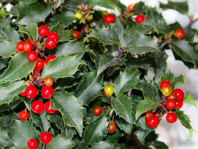 Ilex---Stechpalme